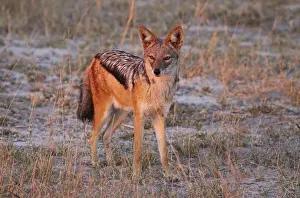 Black-backed jackal in fr