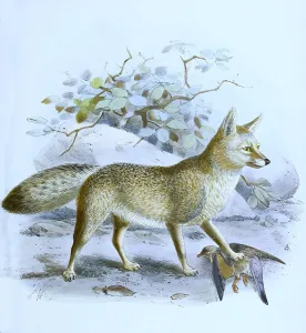 Black-backed jackal (Lupulella mesomelas)