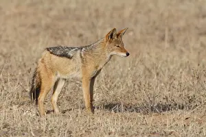 Black-backed jackal (Lupulella mesomelas)