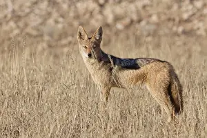 Black-backed jackal (Lupulella mesomelas)