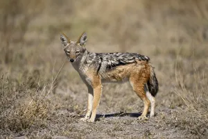 Black-backed jackal (Lupulella mesomelas)