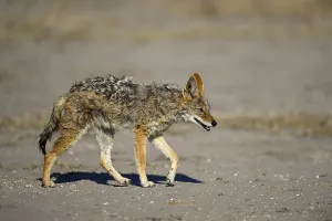 Black-backed jackal (Lupulella mesomelas)