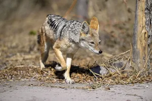 Black-backed jackal (Lupulella mesomelas)