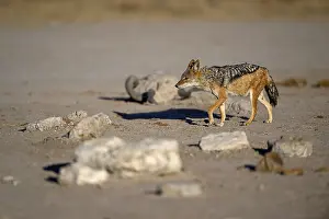 Black-backed jackal (Lupulella mesomelas)