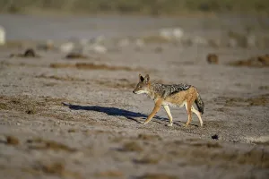 Black-backed jackal (Lupulella mesomelas)
