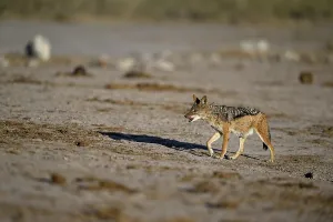 Black-backed jackal (Lupulella mesomelas)