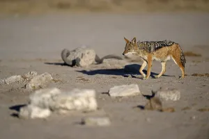 Black-backed jackal (Lupulella mesomelas)