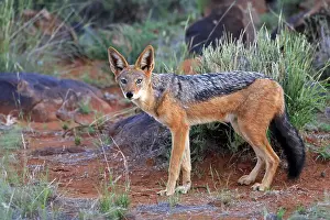 Black-backed jackal (Lupulella mesomelas)