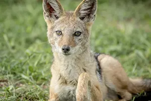 Black-backed jackal starring at the camera in the Etosha National Park