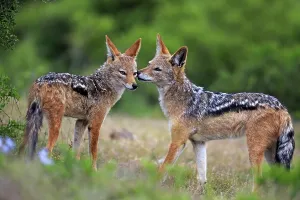 Black-backed Jackals (Canis mesomelas)