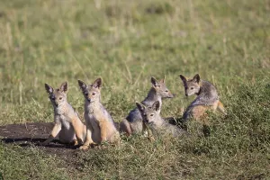 Black-backed jackals (Canis mesomelas)