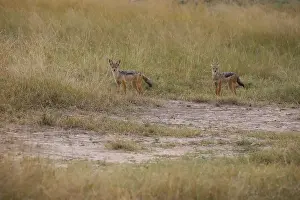 Two black-backed jackals, Lupulella mesomelas