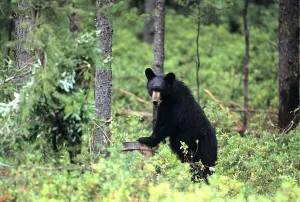 Black Bear, Abitibi county, Quebec