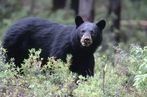 Black Bear, Abitibi county, Quebec