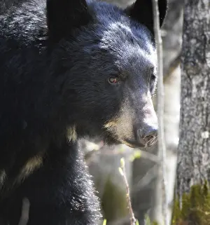 Black Bear Close Up in Northern Saskatchewan Canada