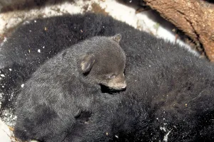 Black Bear cub in den with female in hibernation