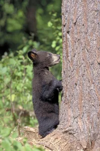 Black Bear cub, La Mauricie national park