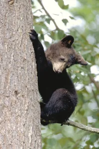 Black Bear cub on tree, La Mauricie national park