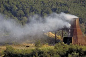 Black Bear at dump, Quebec, American Black Bear (Ursus americanus)