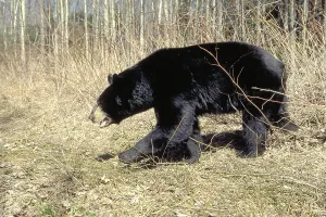 Black Bear, La Mauricie national park