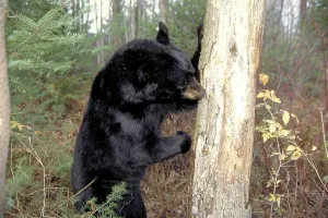 Black Bear searching food in tree trunk