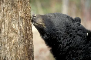 Black Bear searching for food at tree trunk