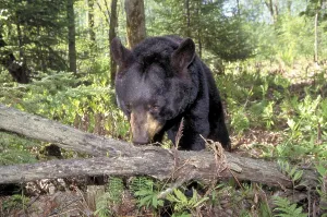 Black Bear searching for food at tree trunk