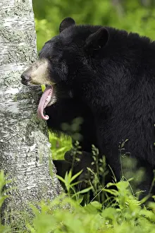 Black Bear (Ursus americanus)