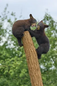 Black bear (Ursus americanus), two cub climbing on tree trunk