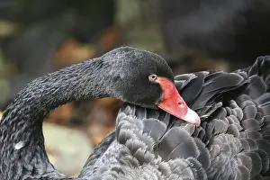 Black beauty