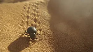 A black beetle (asbolus verrucosus) crawling over the desert sand