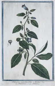 Black belladonna (Atropa belladonna)