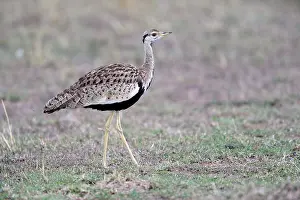 Black-bellied Bustard (Eupodotis melanogaster) Mara National Reserve