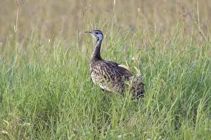 Black-bellied Bustard (Lissotis melanogaster) male