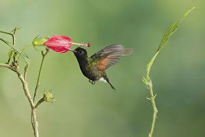Black-bellied Hummingbird (Eupherusa nigriventris)