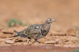 Black-bellied Sandgrouse (Pterocles orientalis) on a farmers field