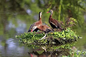Three Black-bellied Whistling Ducks (Dendrocygna autumnalis)