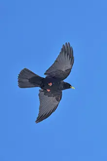 A black bird flies with wide-spread wings in the clear blue sky