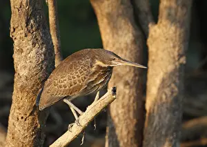 Black bittern (Ixobrychus flavicollis) Bittern juvenile