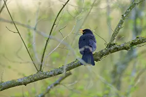 A black blackbird sits singing on a branch in a wooded area