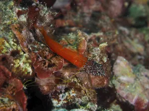 Black blenny (Microlipophrys nigriceps) in bright red among colourful algae