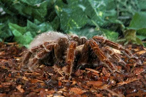 Black blue-rayed giant tarantula (Pamphobeteus platyomma) (Vitalius platyomma)
