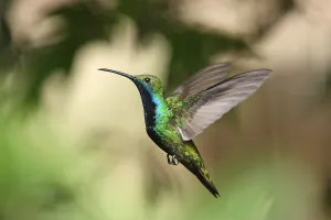 Black-breasted Mango Hummingbird