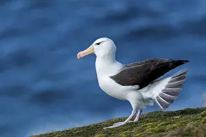 Black-browed albatross, albatross