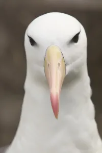Black-browed Albatross or Black-browed Mollymawk (Diomedea melanophris)