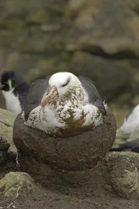 Black-browed Albatross (Diomedea melanophris)