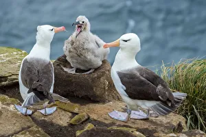 Black-browed Albatross (Thalassarche melanophris)
