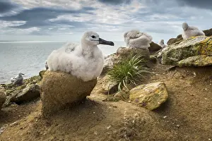Black-browed Albatross (Thalassarche melanophris) chick on its nest