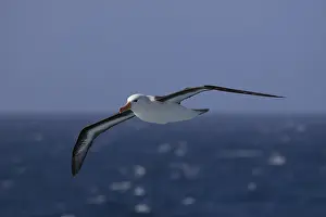 Black-browed albatross (Thalassarche melanophris) in flight over the sea