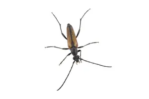 Black brown bug isolated on a white background
